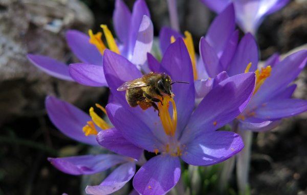 Красивые маленькие нежные сиреневые крокусы с пчелой 