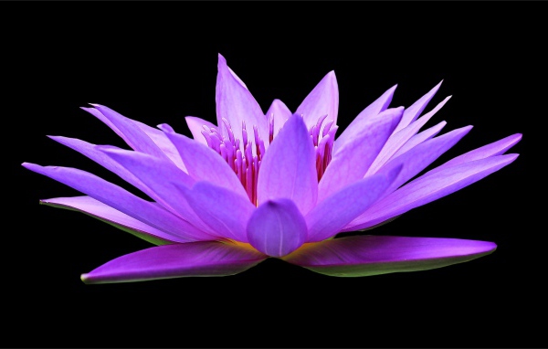 Красивый цветок лотоса на черном фоне крупным планом