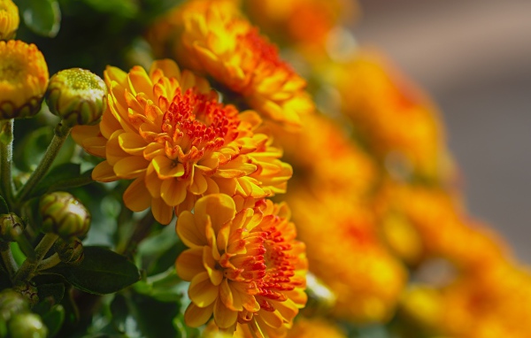 Красивые оранжевые осенние хризантемы в лучах солнца 