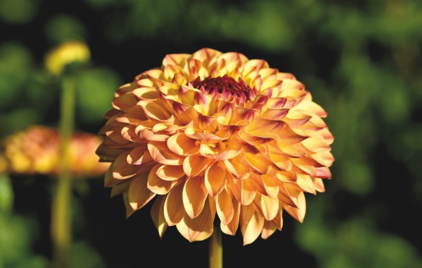 Красивая оранжевая георгина крупным планом на клумбе 