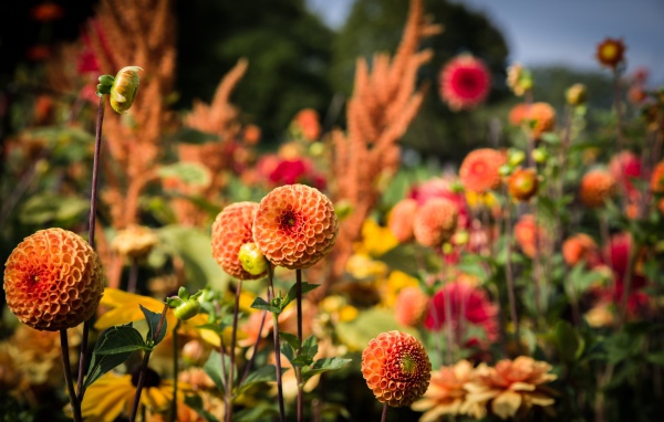 Красивые оранжевые цветы георгины на клумбе 