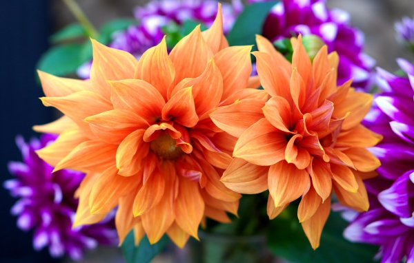 Красивые оранжевые георгины крупным планом