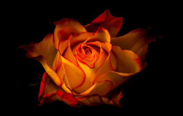 Красивая оранжевая роза крупным планом на черном фоне