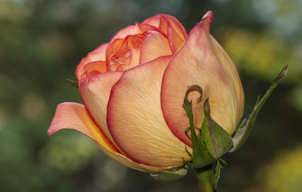 Красивая оранжевая роза крупным планом на клумбе