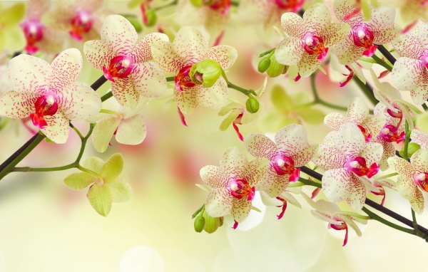 Красивый цветок орхидеи с бутонами на ветке 