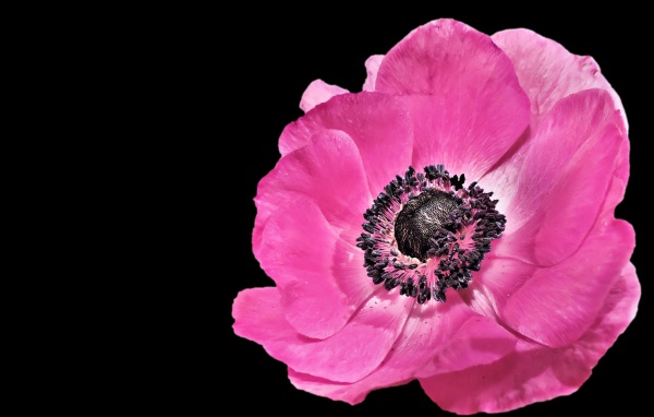 Beautiful pink anemone flower on black background