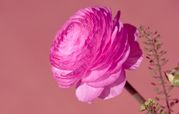 Красивый розовый цветок лютика крупным планом