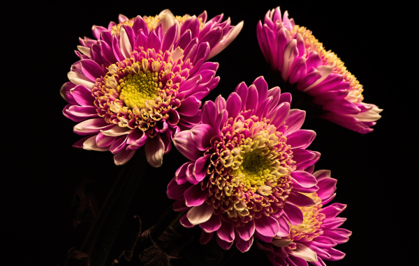 Красивые розовые хризантемы на черном фоне