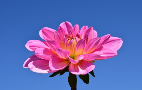 Красивый розовый цветок георгины на голубом фоне 