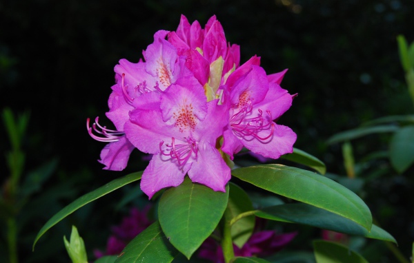 Красивый розовый цветок рододендрон крупным планом