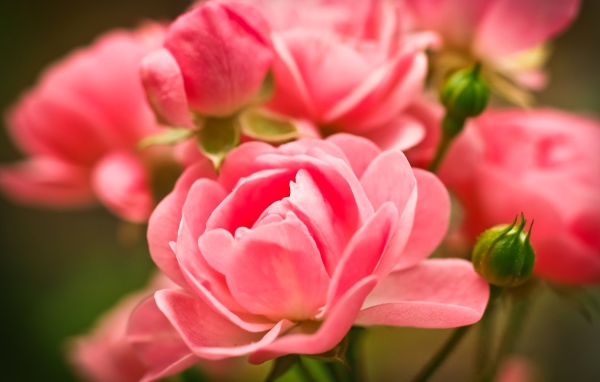 Красивые розовые цветы комнатной розы с бутонами 