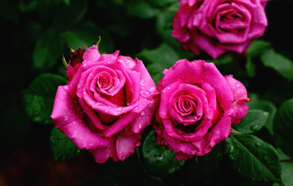 Красивые розовые розы на клумбе в каплях росы