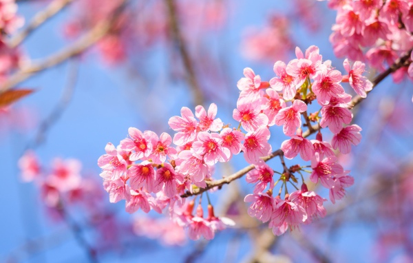 Красивые розовые весенние цветы на ветке дерева