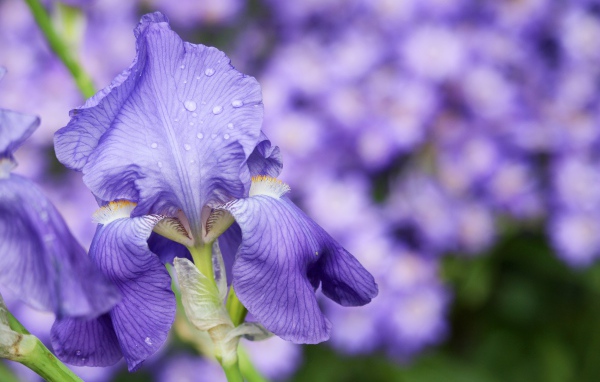 Красивый фиолетовый цветок ириса в каплях росы