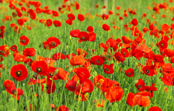 Красивые красные полевые летние маки на поле 