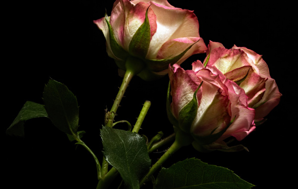 Красивые розы с бело-розовыми лепестками на черном фоне
