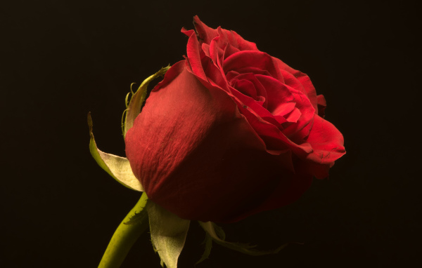 Красивая алая английская роза на черном фоне