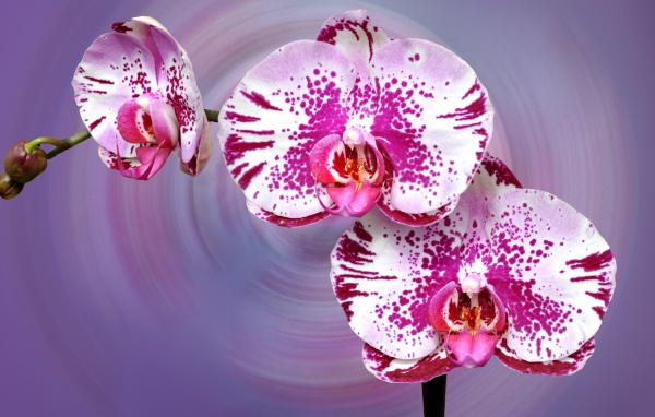 Красивая пятнистая розовая орхидея на сиреневом фоне
