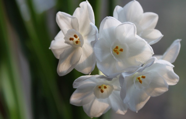 Красивые белые цветы амариллиса на ветке
