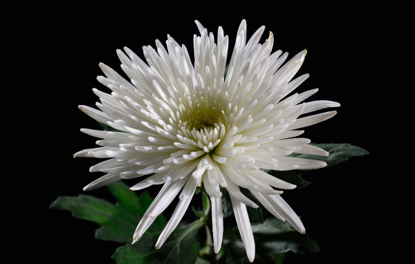 Красивая белая хризантема на черном фоне