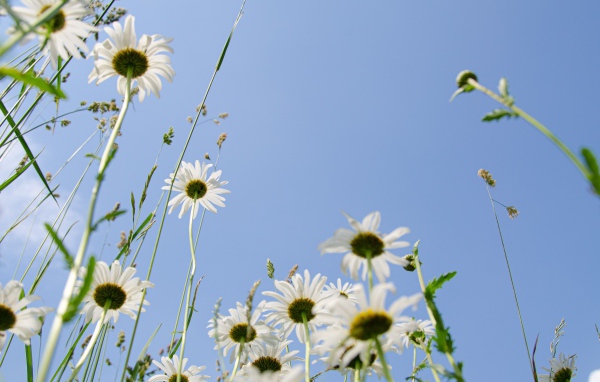 Красивые белые ромашки в траве 