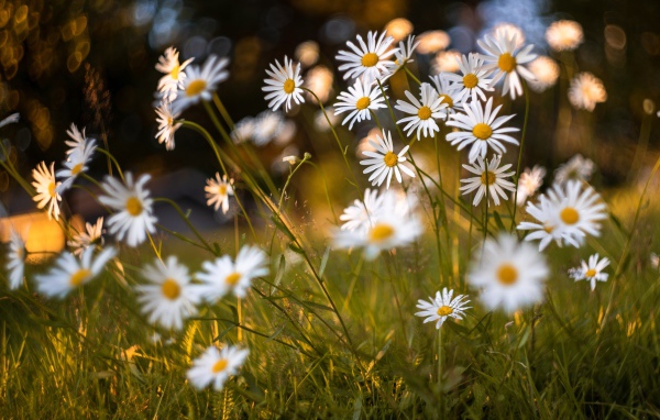 Красивые белые ромашки на поле с зеленой травой