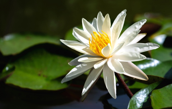 Красивый белый цветок лотоса с желтой серединкой в воде