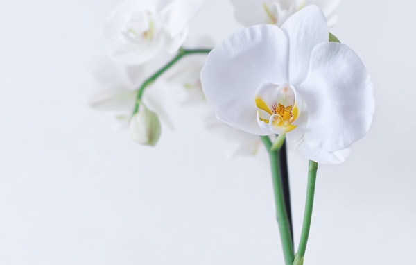 Красивый белый цветок орхидеи с бутонами на белом фоне