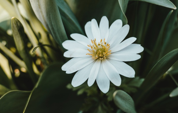 Красивый белый цветок остеоспермум с зелеными листьями