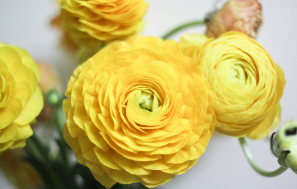 Красивые желтые цветы лютика крупным планом