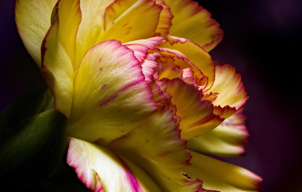 Красивая желтая гвоздика крупным планом