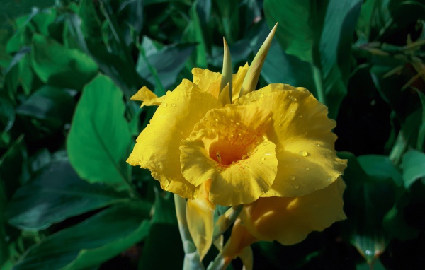 Красивый желтый цветок гладиолуса в каплях росы 