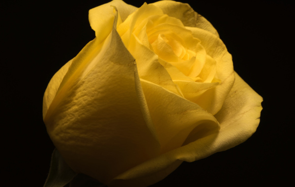 Красивая желтая роза на черном фоне крупным планом
