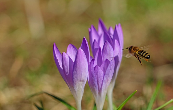 Пчела летит к сиреневым весенним крокусам