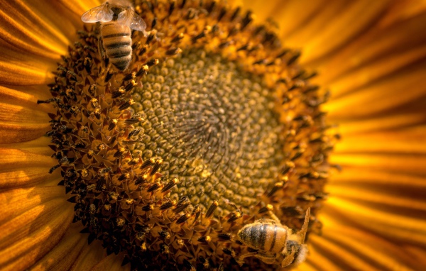 Пчелы собирают нектар с цветка подсолнуха 