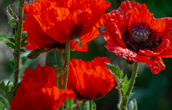 Большие красные маки с бутонами в лучах солнца