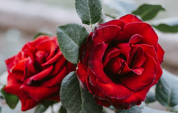 Большая алая роза с зелеными лепестками крупным планом