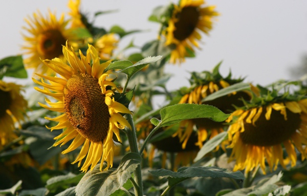 Большой желтый подсолнух с пчелами на поле 
