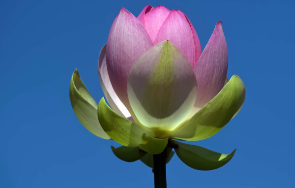 Распускающийся розовый цветок лотоса на фоне голубого неба 