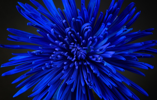 Синий цветок астры крупным планом