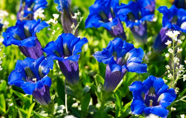 Синие цветы горечавка на клумбе 