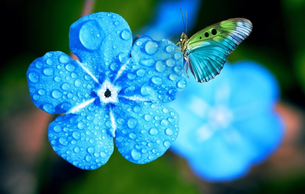 Голубой цветок незабудки в каплях росы с бабочкой 