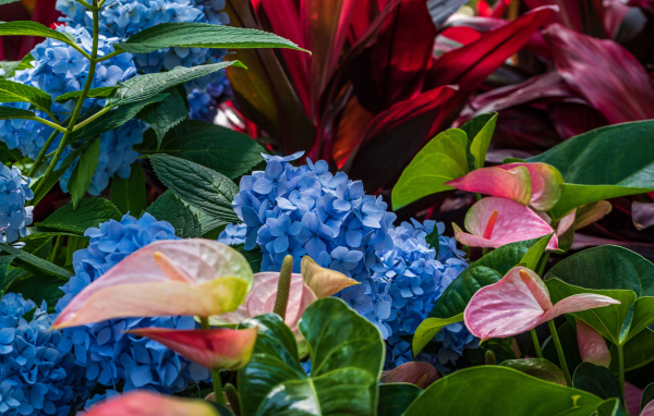 Голубые цветы гортензии с цветами антуриум на клумбе 