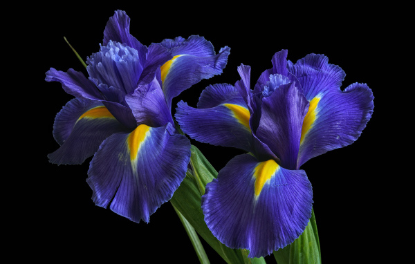 Blue iris flowers on black background