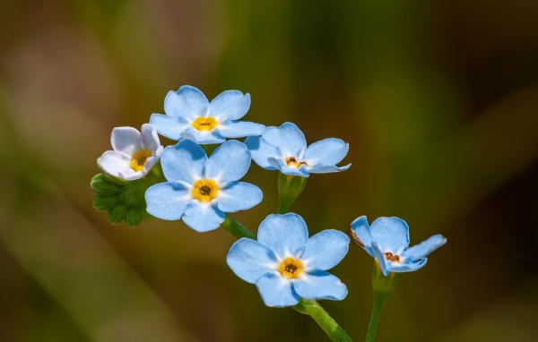 Голубые маленькие цветы незабудки в лучах солнца