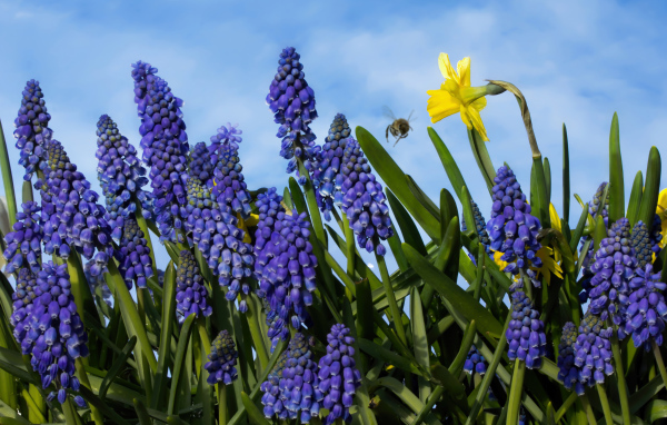 Синие цветы мускари на фоне голубого неба