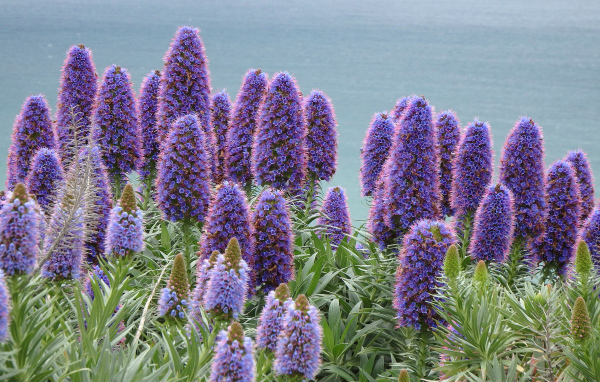 Синие полевые цветы синяк