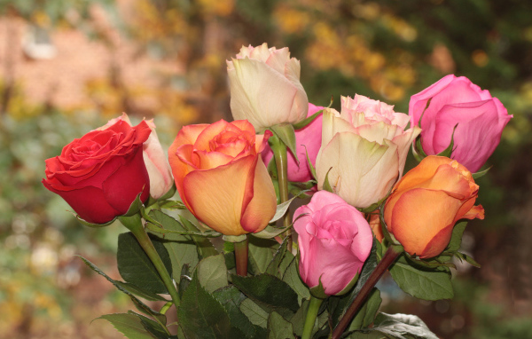 Букет красивых разноцветных роз крупным планом