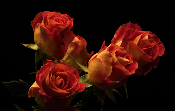 Букет красивых оранжевых роз на черном фоне