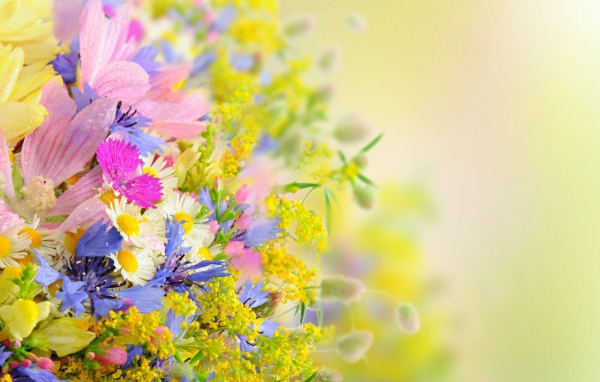 Букет разноцветных ярких летних цветов на размытом фоне